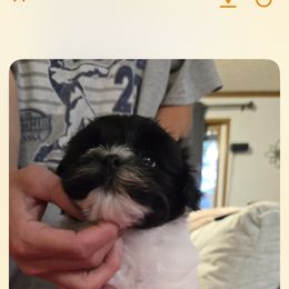 Dandy - Black and white male Havanese puppy in Kansas City Mo, Missouri from My Heavenly Havanese Puppies