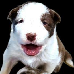 Wild Flower - White and red female Border Collie puppy in Cedar Springs, Michigan from Lyncroft Border Collies