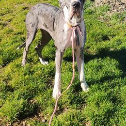 CeeCee - Mantle merle female Great Dane puppy in Gig Harbor, Washington from Lakaya Danes