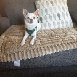 Pablo - Sable spotted white male Chihuahua puppy in Charlevoix, Michigan from Steadfast Chihuahua’s