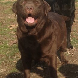 Labrador Retriever Puppies from Showtime Labradors