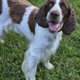 Sassy - English Springer Spaniel