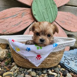 Archie - Gold male Morkie puppy in Monticello, Iowa from Ashley’s Puppies