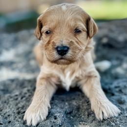 Virginia - Apricot female Goldendoodle puppy in Twin Falls, Idaho from Magic Valley Family Doodles