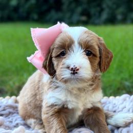 White - Caramel female Australian Labradoodle puppy in Auburn, Washington from West Valley Labradoodles