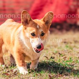 Garth - Red male Pembroke Welsh Corgi puppy in Eaton, New York from Snomoon Miniature Pinschers  & Pembroke Welsh Corgi
