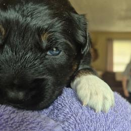 Ike - Black tri-color male Australian Shepherd puppy in Harrodsburg, Kentucky from Triple M Aussies