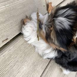 Biewer Terrier Puppies from Biewer Terrriers of Stone Creek