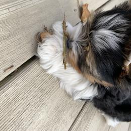 Biewer Terrier Puppies from Biewer Terrriers of Stone Creek