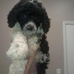 White girl - Parti female Poodle puppy in Nolensville, Tennessee from White Willow Poodles