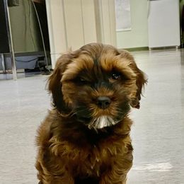 Knox - Cockapoo puppy from Ouachita River Cockapoos