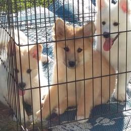 Icelandic Sheepdog Puppies from Valhalla Icelandic Sheepdogs