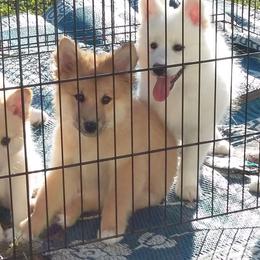 Icelandic Sheepdog Puppies from Valhalla Icelandic Sheepdogs