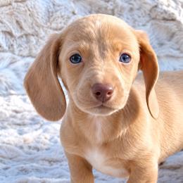 Ralph - Cream male Dachshund puppy in Farmington, Missouri from Eva Leas Pups