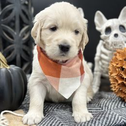 Golden Retriever Puppies from Arden Hill Goldens