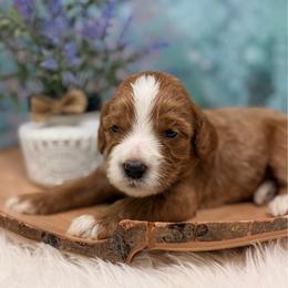 Mrs.  Washington - Red female Australian Labradoodle puppy in Brush Prairie, Washington from Fancy Pants Labradoodles