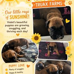 Boxer puppies from Truax Farms