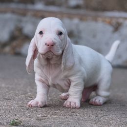 Basset Hound Puppies from Jenna Kuegel