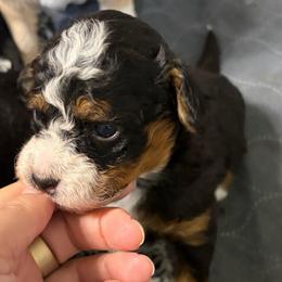 Jesse - Tri-color female Bernedoodle puppy in Lincoln, Nebraska from GRand Doodles