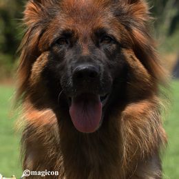 Magi - Black and red female German Shepherd puppy in Azle, Texas from Nuckol's Canines German Shepherds