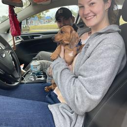 Dachshund Puppies from Army of Dachshunds