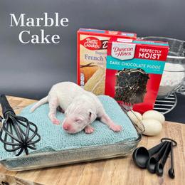 Dalmatian, Poodle, and Rhodesian Ridgeback Puppies from Ruffles, Ridges, & Spots!