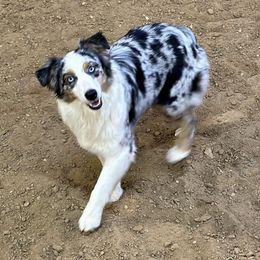 Delta - Australian Shepherd