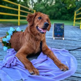 Mimic - Golden Retriever