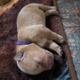 Girl 3 - Golden female Golden Retriever puppy in Lawtey, Florida from Rise and Shine Goldens