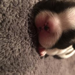 French Bulldog and Miniature Bull Terrier Puppies from DyHar Bullies