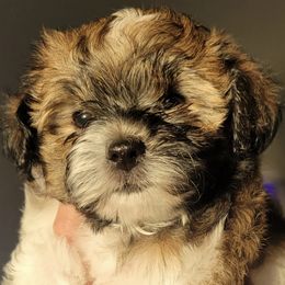 Assorted Doodle Crosses and Biewer Terriers from Gold Coast Biewers