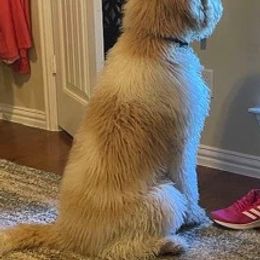 Goldendoodle All Grown Up from Veteran Goldendoodles