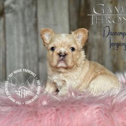 Game of Thrones, Daenerys Targaryen (fluffy) - Cream female French Bulldog puppy in Salem, Oregon from Toy House Frenchies