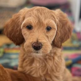 Oakley - Apricot female Goldendoodle puppy in Maricopa, Arizona from AZ Designer Goldendoodles