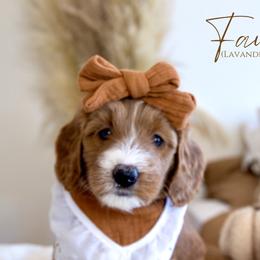 Girl 4 - Red  Goldendoodle puppy in Chesapeake, Virginia from Heart to Heart Doodles