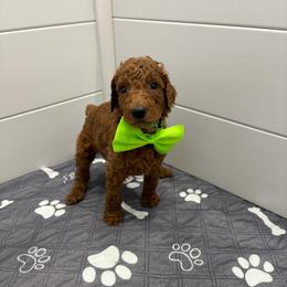 Lime green collar - Red  male Poodle puppy in San Benito, Texas from Irene's Poodles
