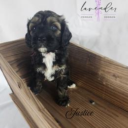 Cockapoo, Goldendoodle, and Poodle Puppies from Lavender poodles & doodles