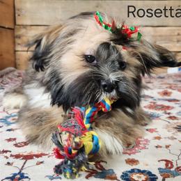 Rosetta - Brown female Lhasa Apso puppy in Jefferson, New York from Absolute Lhasa Love
