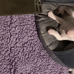 Miniature Bull Terrier Puppies from York