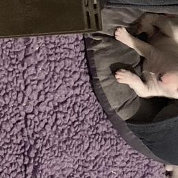 Miniature Bull Terrier Puppies from York