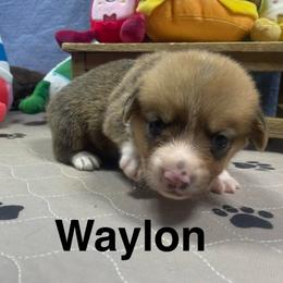 Waylon - Red male Pembroke Welsh Corgi puppy in Apison, Tennessee from Ashmore Corgis