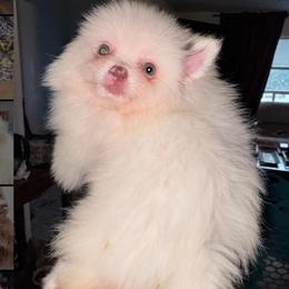 Biscuits and Gravy - Cream male Pomeranian puppy in East Mountain, Texas from Fairchild Fancy Pomeranians and Coachella Pomeranians