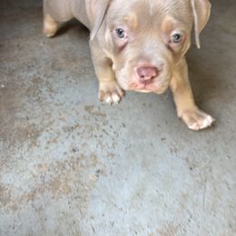 Gunthry - Lilac tri-color male American Bully puppy in Carrollton, Georgia from East Bound and Down Bully’s