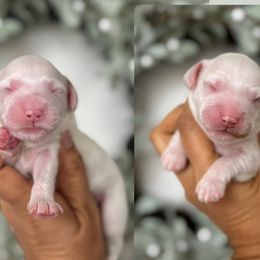 Third Pick - Parti male Goldendoodle puppy in Elk Grove, California from Doodles by Faith