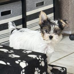 Pascal AKC - Parti male Yorkshire Terrier puppy in Labelle, Florida from Chocolate and Parti Yorkies in Florida