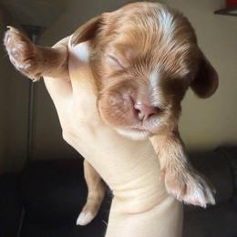 Jasper (Green) - Ruby male Cavalier King Charles Spaniel puppy in Auburn, Washington from Enchanted Cavaliers