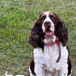 Dottie - Liver and white female English Springer Spaniel puppy in Newport News, Virginia from Sara's English Springer Spaniels