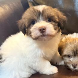 Bruno - Fawn sable male Havanese puppy in Lancaster, South Carolina from 3 Bs Havanese-PUPPIES with  PURPOSE
