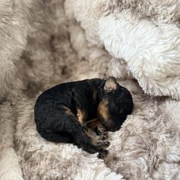 Bowser - Phantom male Poodle puppy in Uniondale, New York from Poodles Are Mixy