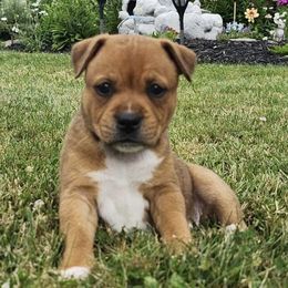 Staffordshire Bull Terrier puppies from Tier 1 Staffordshire Bull Terriers